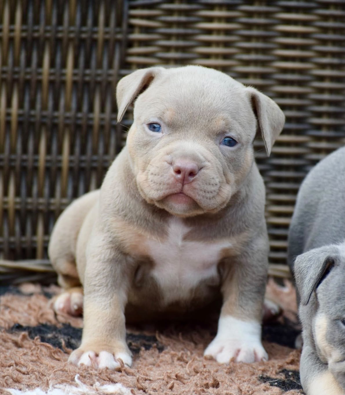 Foto 11 van 🔥American bully pups uit grand champion line, tricolors