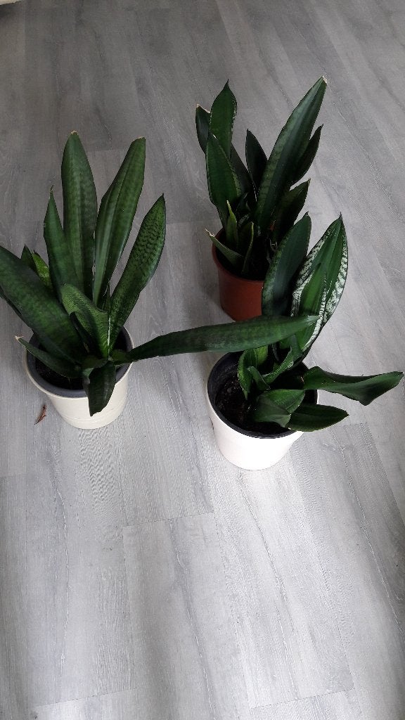 Sansevieria, Ophalen of Verzenden, Halfschaduw, Minder dan 100 cm