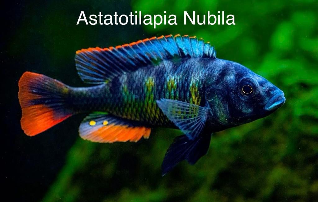 Astatotilapia Nubila, Dieren en Toebehoren, Vissen | Aquariumvissen, Vis