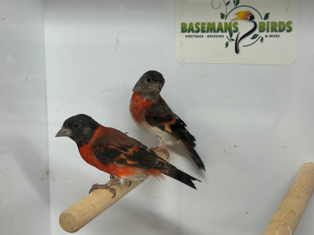 Kapoetsesijs - Spinus cucullatus, Dieren en Toebehoren, Meerdere dieren, Tropenvogel, Geringd