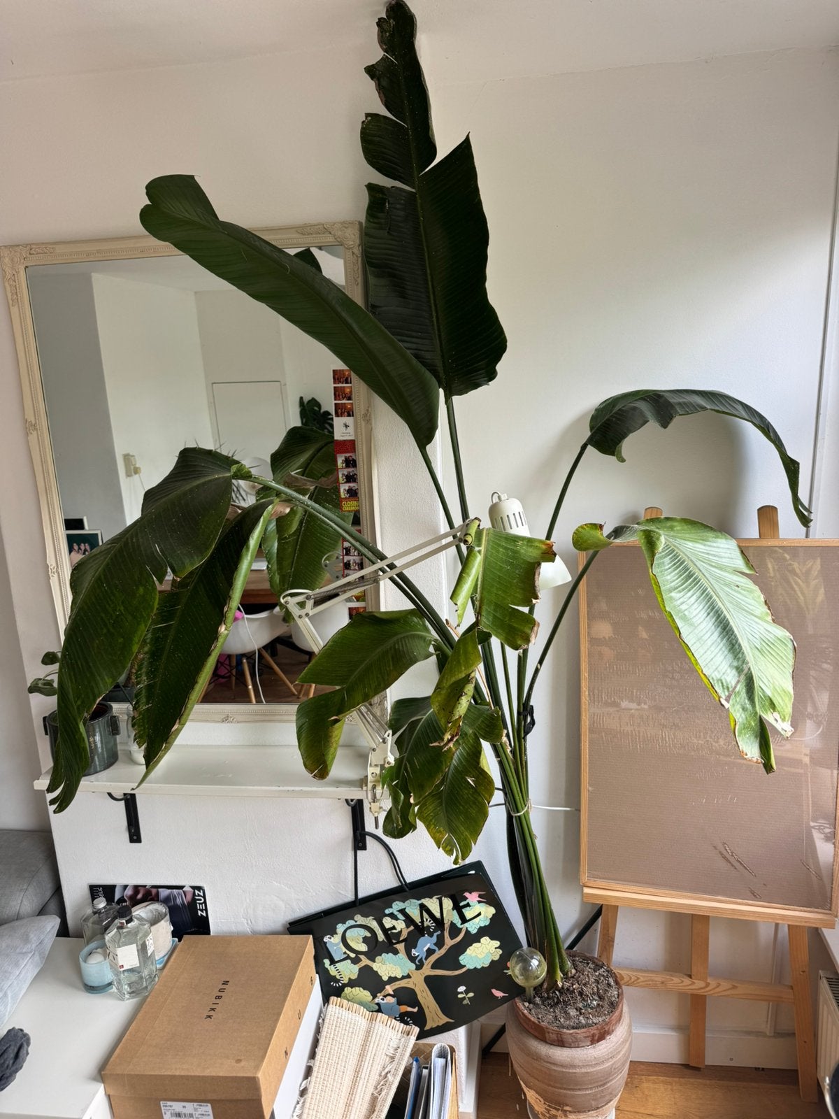 Strelitzia Nicolai 2,4m height, Ophalen, Halfschaduw, 200 cm of meer