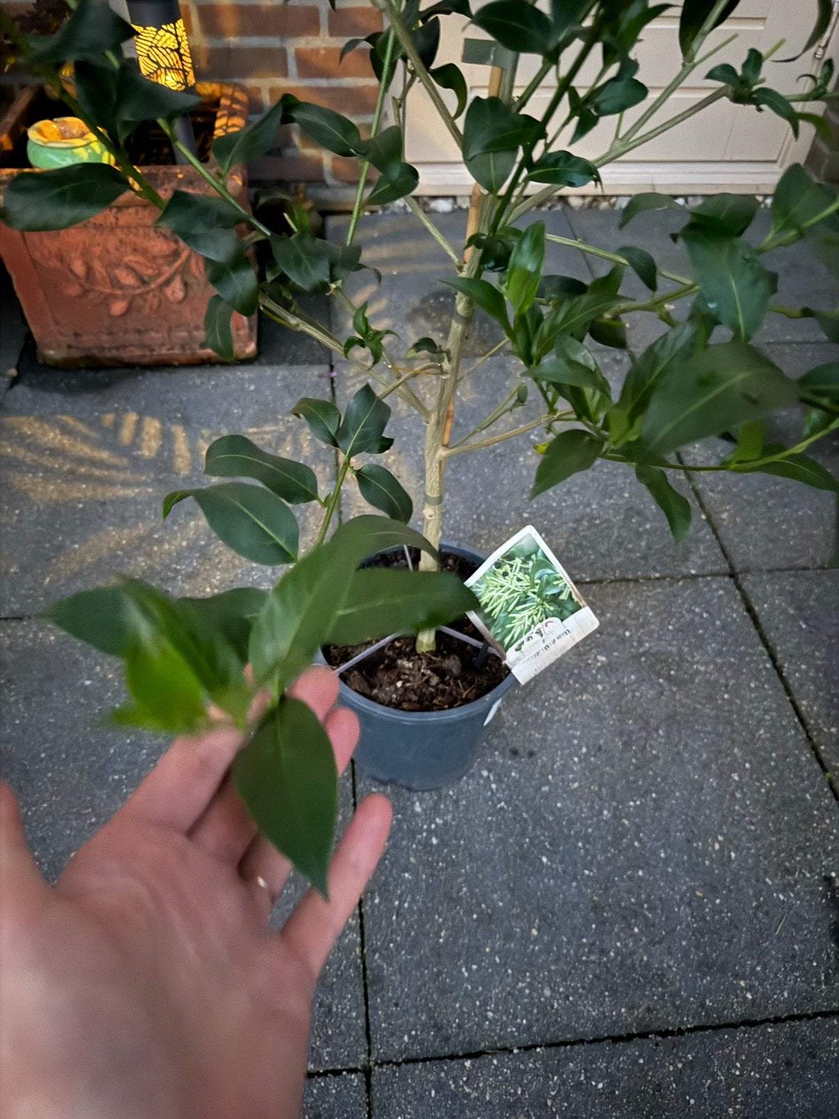 Nachtjasmijn (Cestrum nocturnum), Vaste plant, Halfschaduw, Zomer, Ophalen