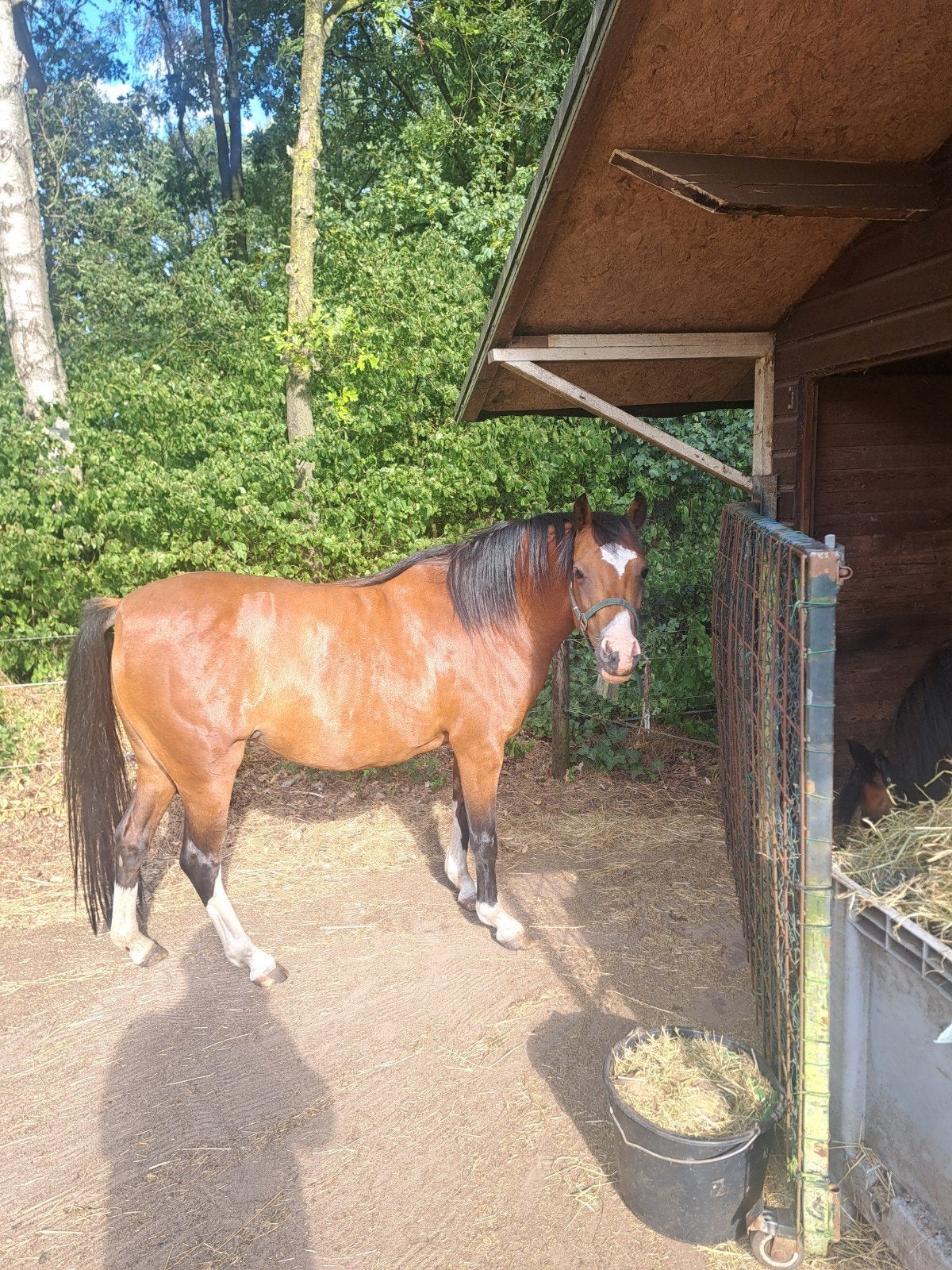 Te koop, Dieren en Toebehoren, Merrie, C pony (1.27m tot 1.37m), Met stamboom, 7 tot 10 jaar