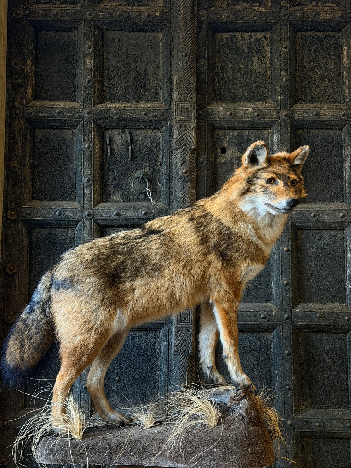 Opgezette Goudjakhals opgezet taxidermie, Ophalen, Nieuw, Wild dier, Opgezet dier