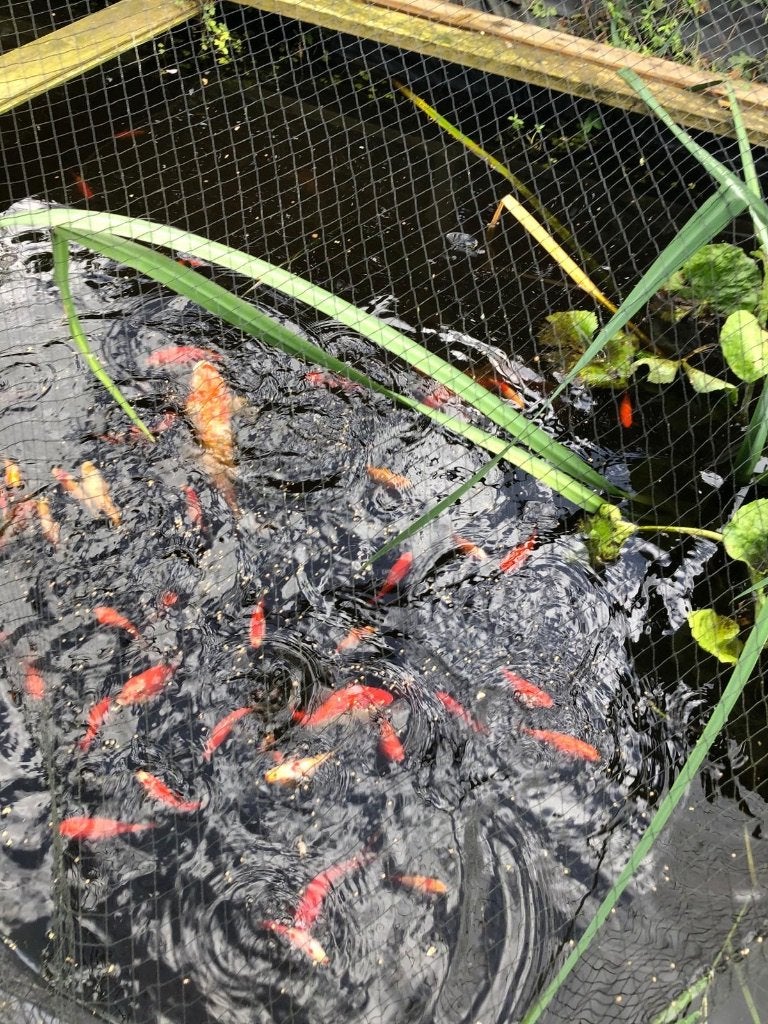 Koikarpers, Karper of Koi