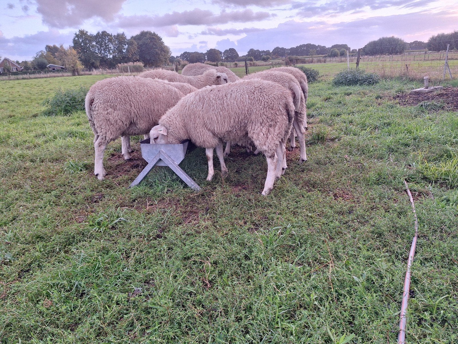 swifter dekram, Mannelijk, Schaap