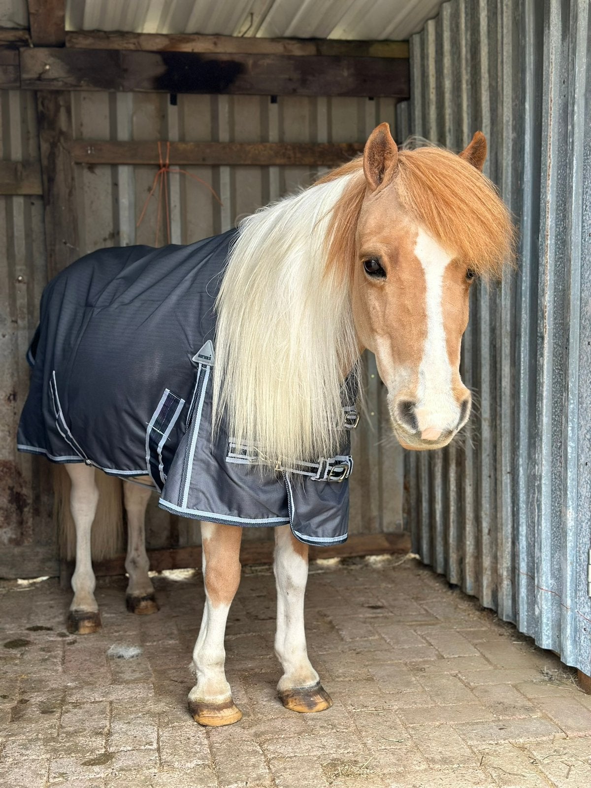 2x shetlander regendeken 0 grams, Dieren en Toebehoren, Ophalen of Verzenden