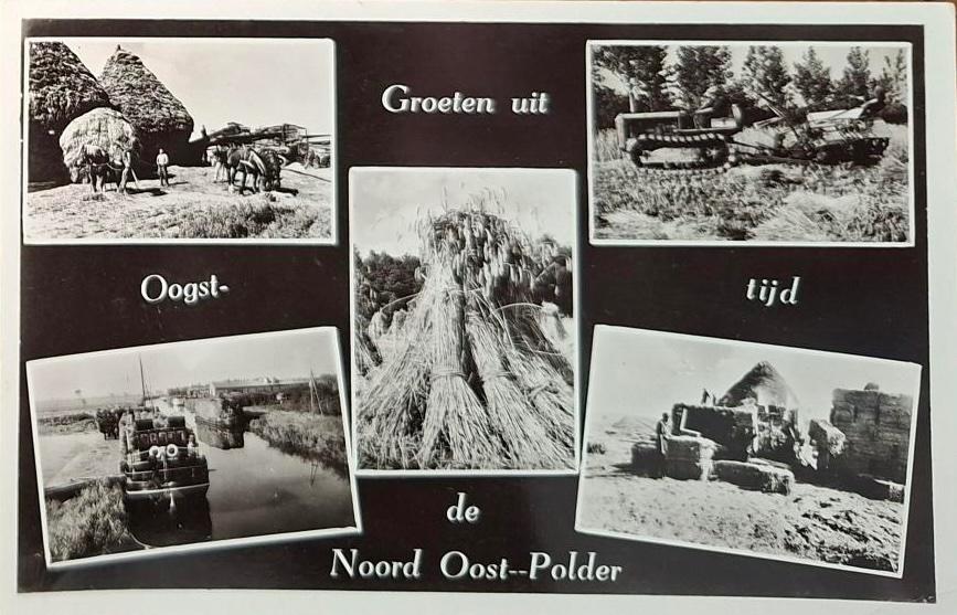 Oogsttijd- N.O.Polder- 1955, Verzenden, 1940 tot 1960, Gelopen, Flevoland