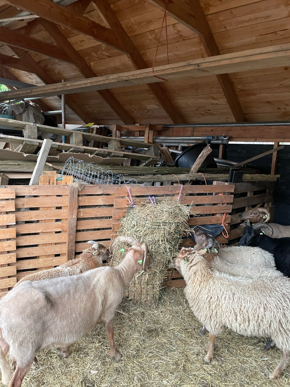 Drentse heideschapen ooien en ooilammeren, Vrouwelijk, Schaap