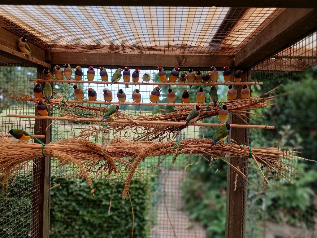Te Koop diverse koppels gouldamadines, Dieren en Toebehoren, Meerdere dieren, Tropenvogel, Geringd