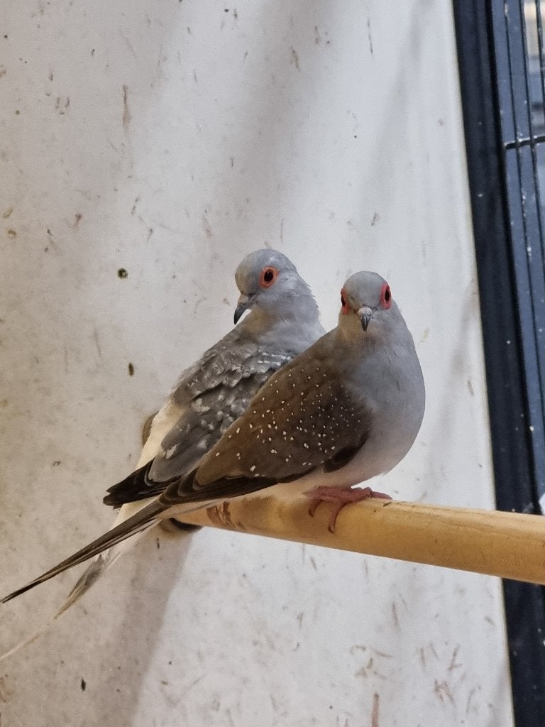 Bonte diamantduif | Tropische vogels | Volièrevogels, Meerdere dieren, Overige soorten