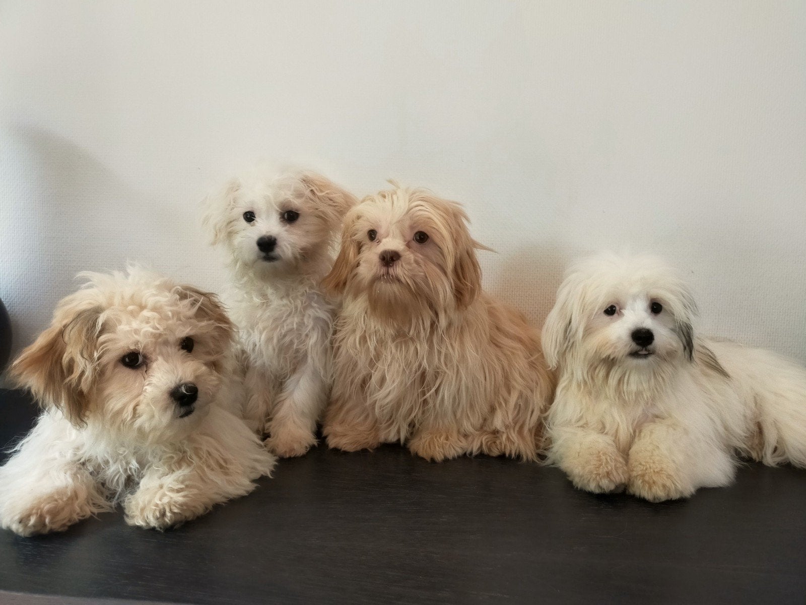 Leuke boomer pups ShihTzu x Maltezer ️, Parvo, Nederland, Overige rassen, 8 tot 15 weken