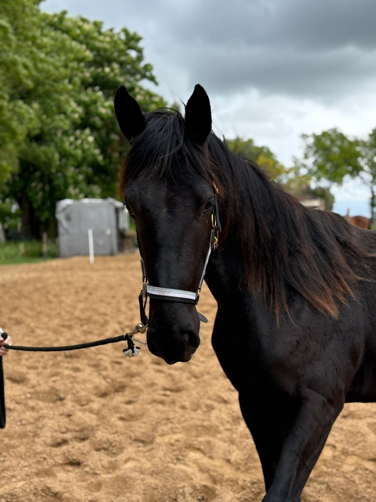 Lieve 2 jarige ruin, Niet van toepassing, 0 tot 2 jaar, Gechipt, 160 tot 165 cm