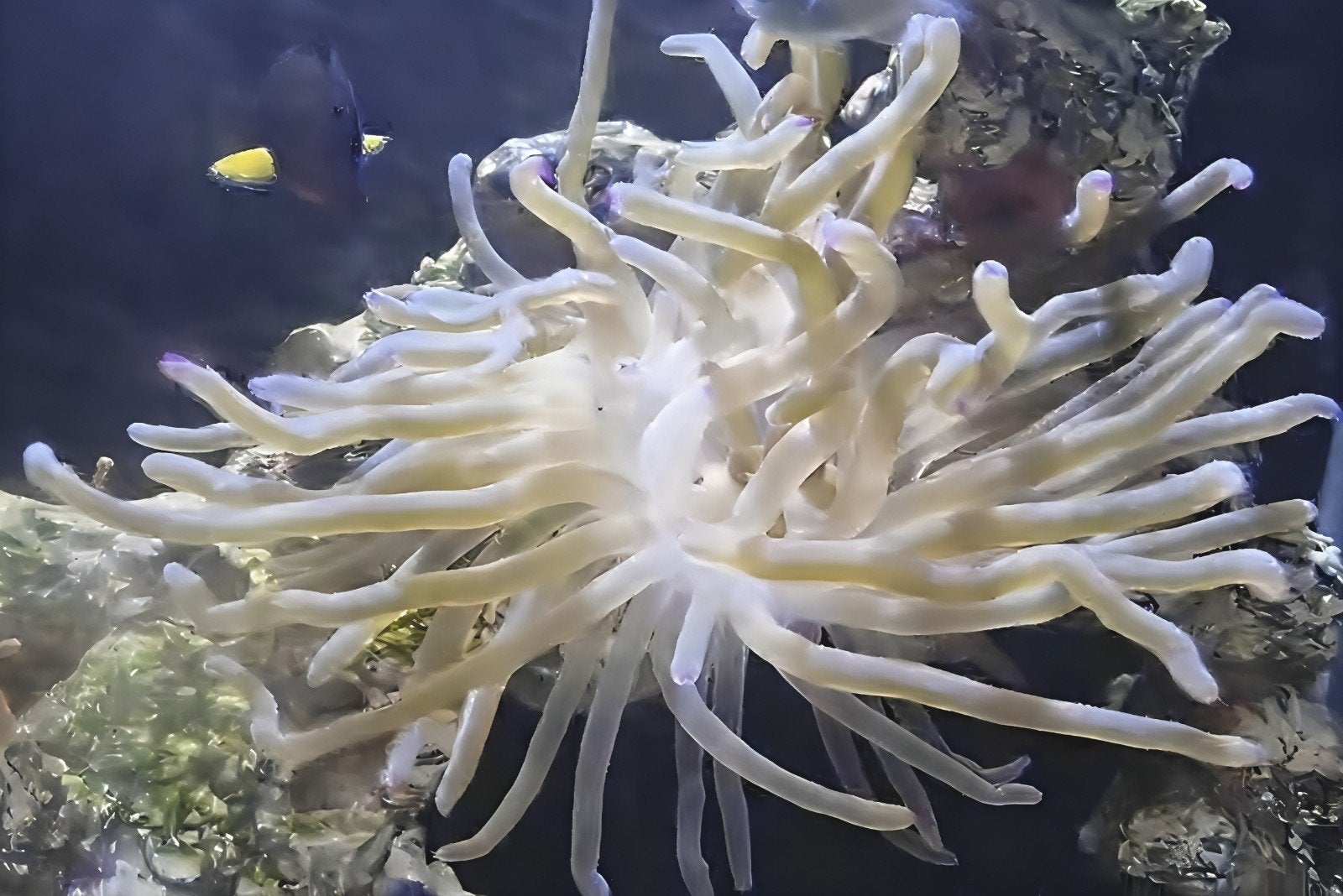 Condylactis Gigantea Pink Tip - grote anemoon, Dieren en Toebehoren, Ophalen