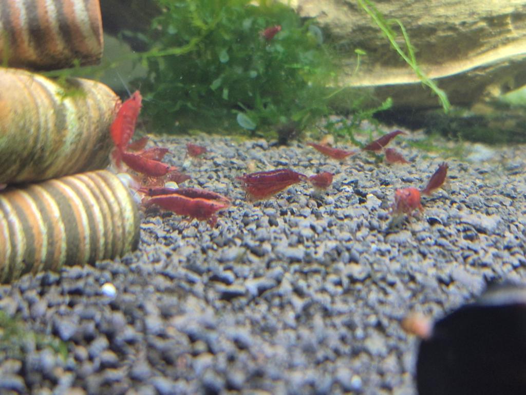 crystal red garnaal, Kreeft, Krab of Garnaal