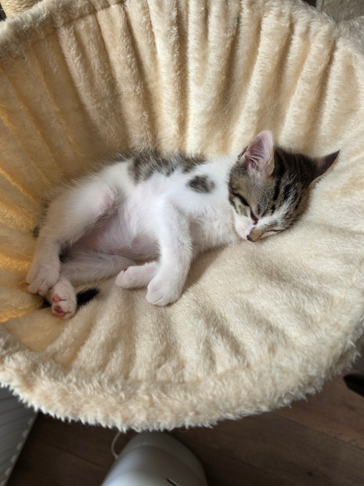 Katertje deels Noorse Boskat van 15 weken, Kater, 0 tot 2 jaar