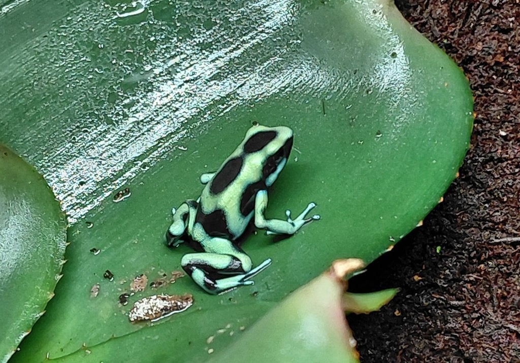 Dendrobates auratus 'Costa Rica' – Groene Pijlgifkikker Frog - unknown for sale from Aquadeco