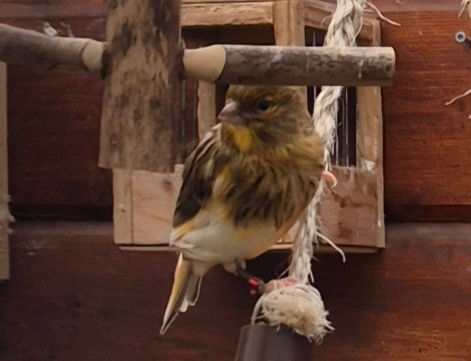 Mooi jong kanarie mannetje, Dieren en Toebehoren, Vogels | Kanaries, Mannelijk