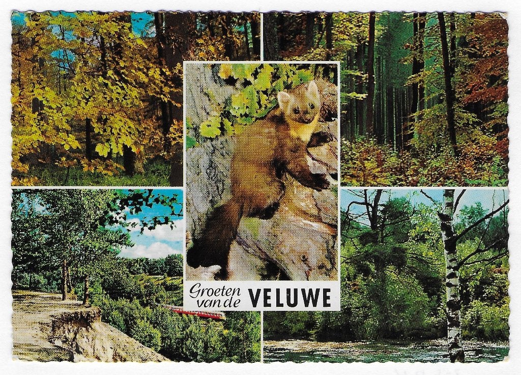 Veluwe Epe gelopen ansichtkaart (B 2898), Ophalen of Verzenden, 1980 tot heden, Gelopen, Gelderland