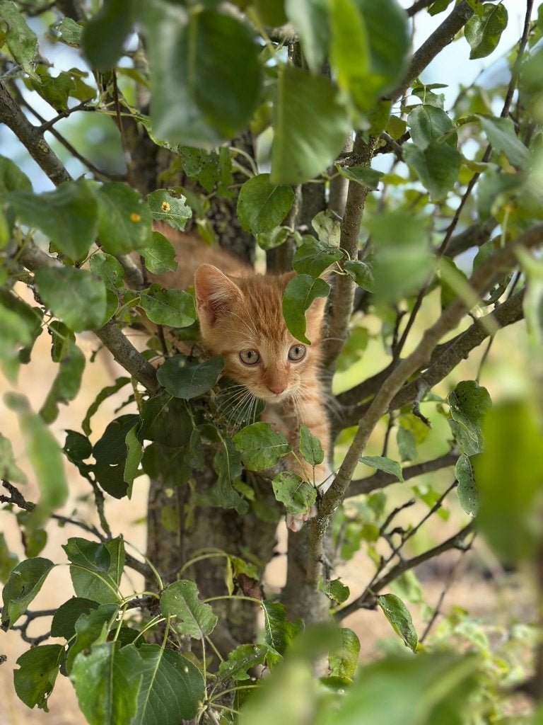 6 leuke kittens 11 weken oud!, Meerdere dieren, Ontwormd, 0 tot 2 jaar