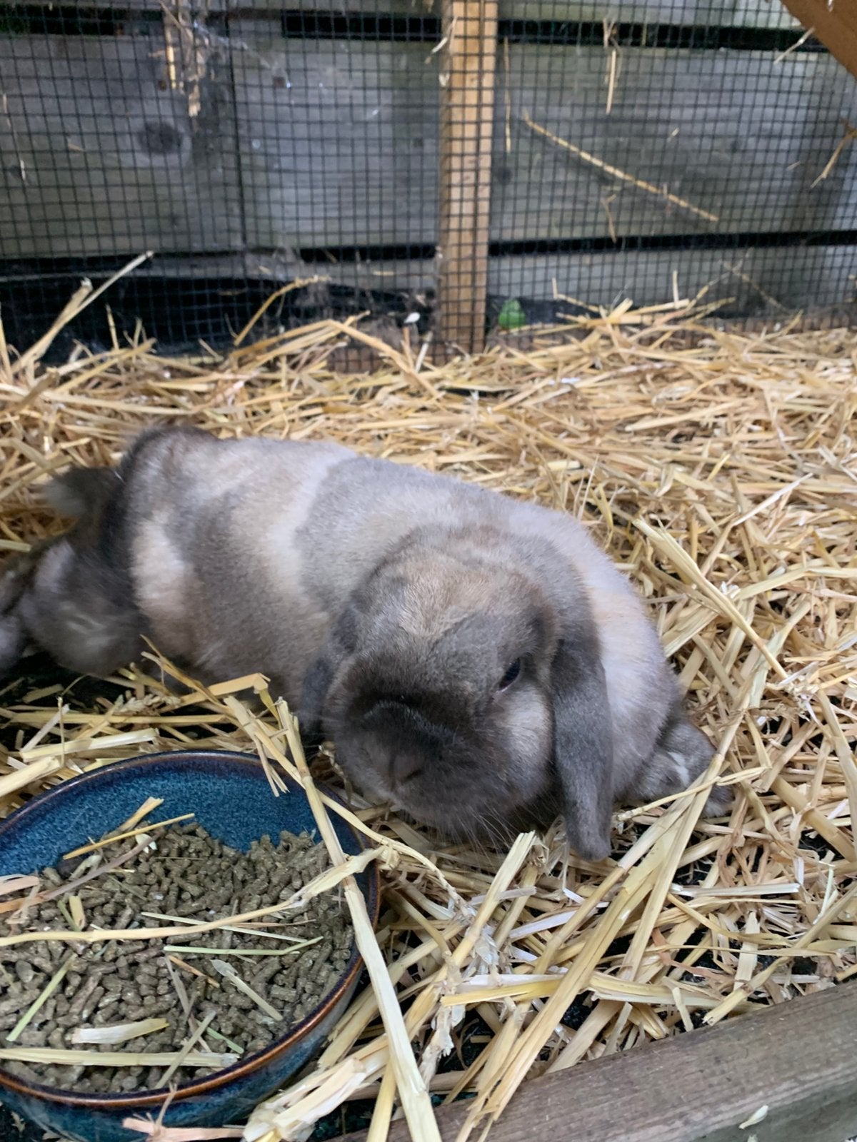 2 NHD konijnen (ram + voedster), Dieren en Toebehoren, Konijnen, Klein, Meerdere dieren, 3 tot 5 jaar