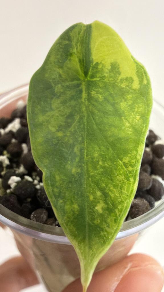 Alocasia platinum aurea, Ophalen of Verzenden, Halfschaduw, Minder dan 100 cm