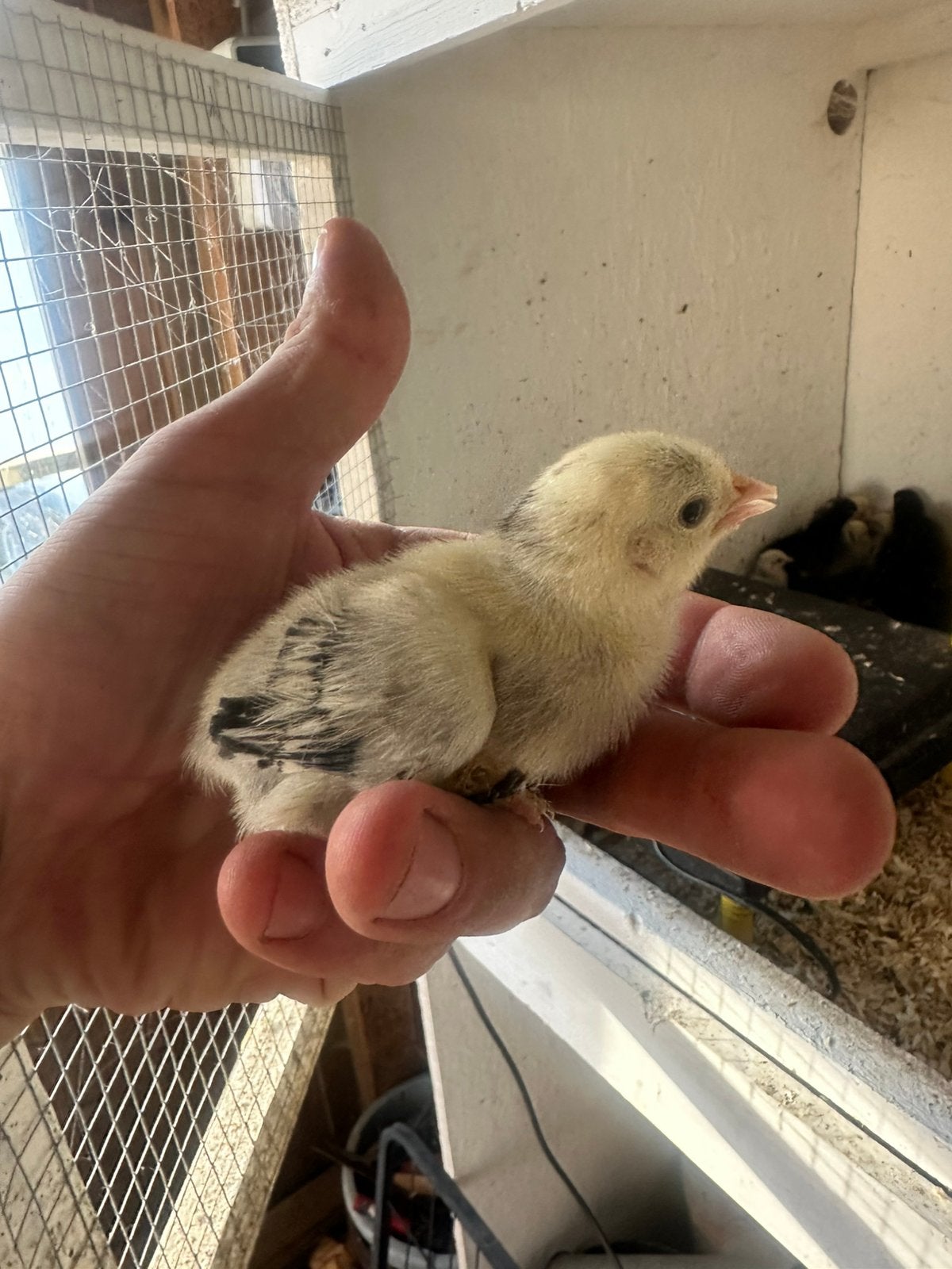 Sabelpoot en marans kuikens, Geslacht onbekend, Kip