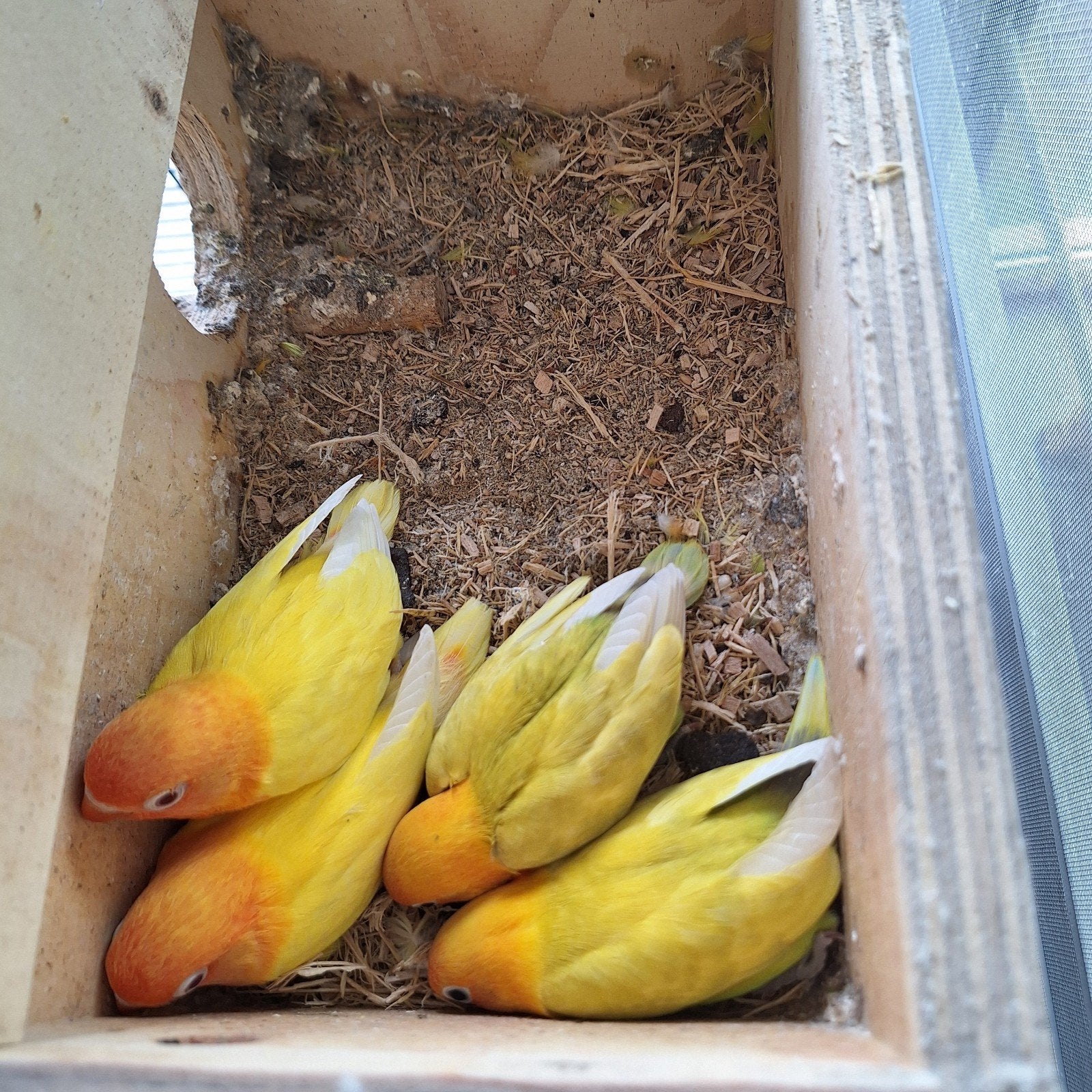 Jonge agapornis fischerie te koop, Geslacht onbekend, Dwergpapegaai of Agapornis