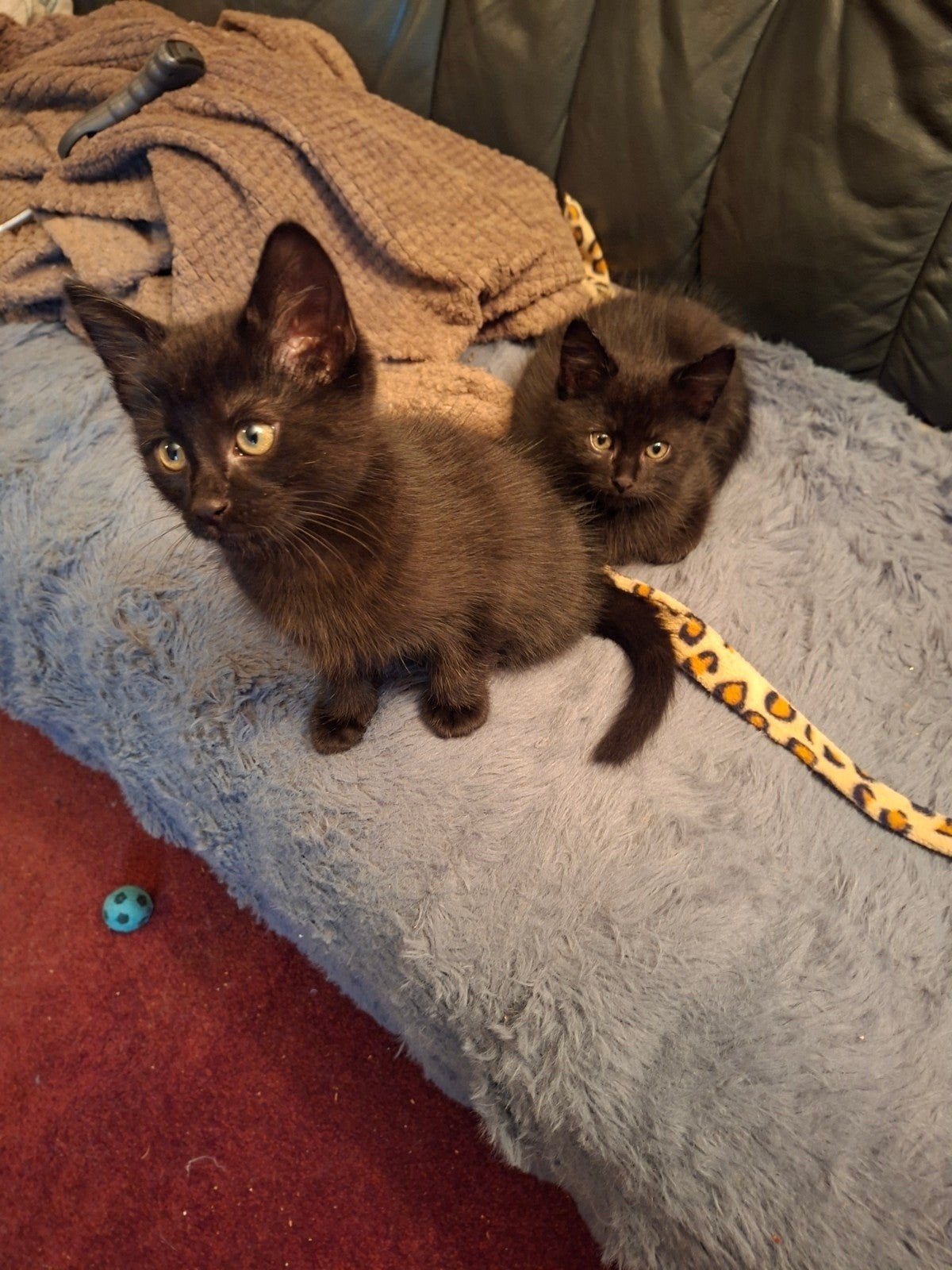 2 zwarte katers  8 weken, Dieren en Toebehoren, Meerdere dieren, Kortharig, 0 tot 2 jaar