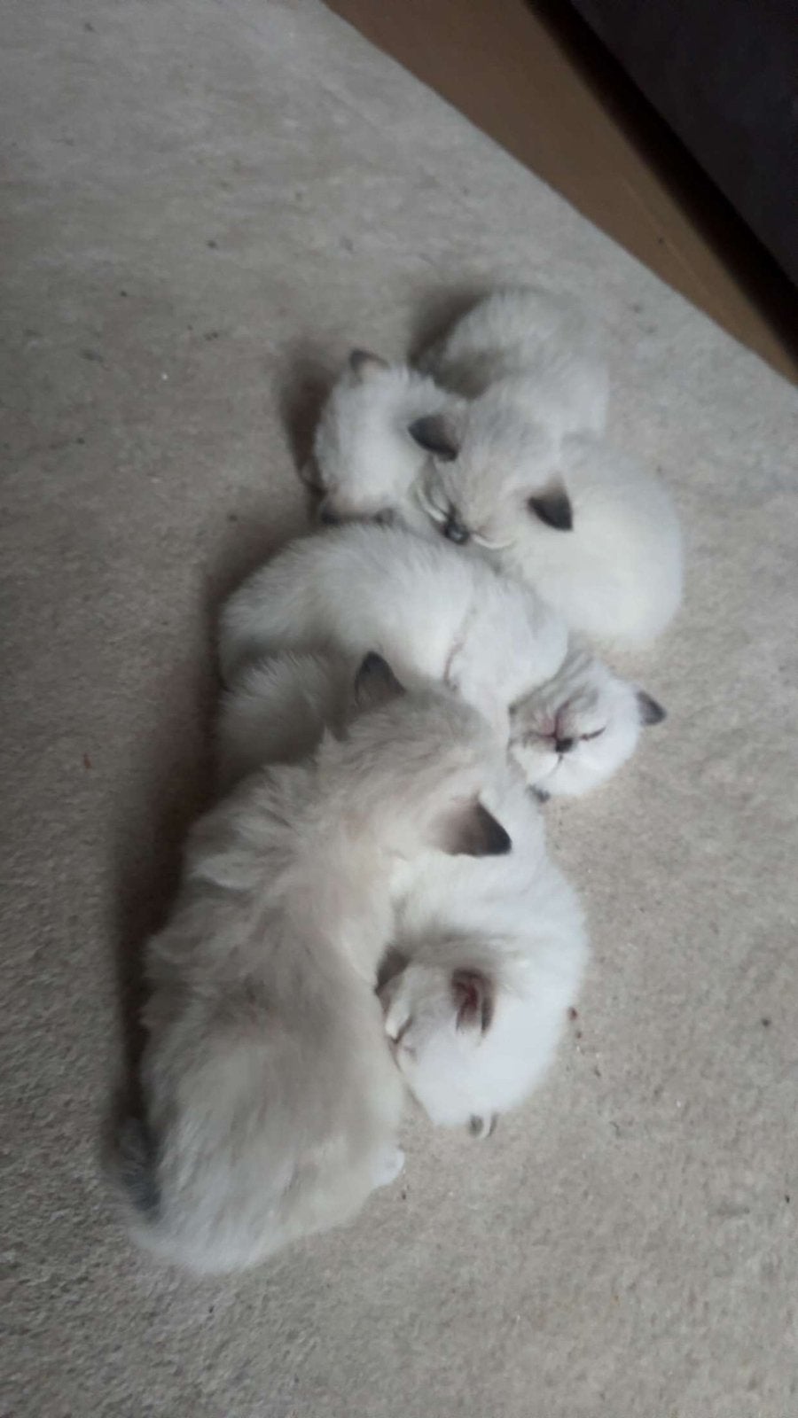 Ragdoll Kittens, Dieren en Toebehoren, Meerdere dieren, Ontwormd, 0 tot 2 jaar