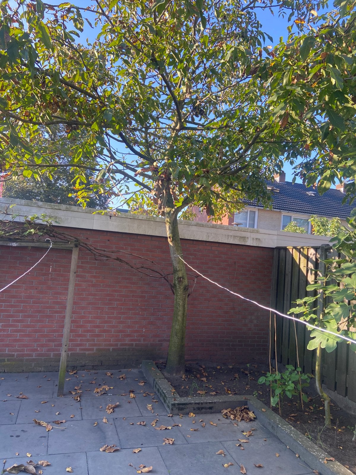 Walnotenboom, Tuin en Terras, Ophalen, Bloeit niet, Overige soorten