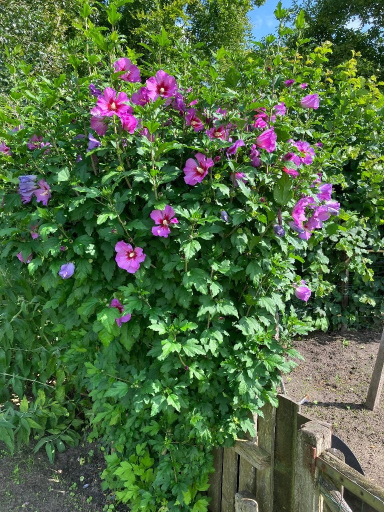 Hibiscus stekken, Ophalen, Overige soorten, Struik, 100 tot 250 cm