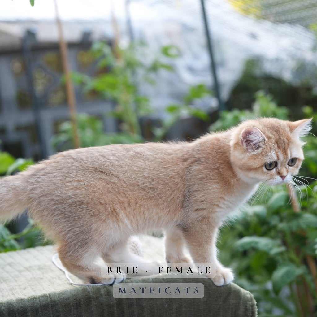 British Shorthair Black Golden + Point, Meerdere dieren, Met stamboom, 0 tot 2 jaar