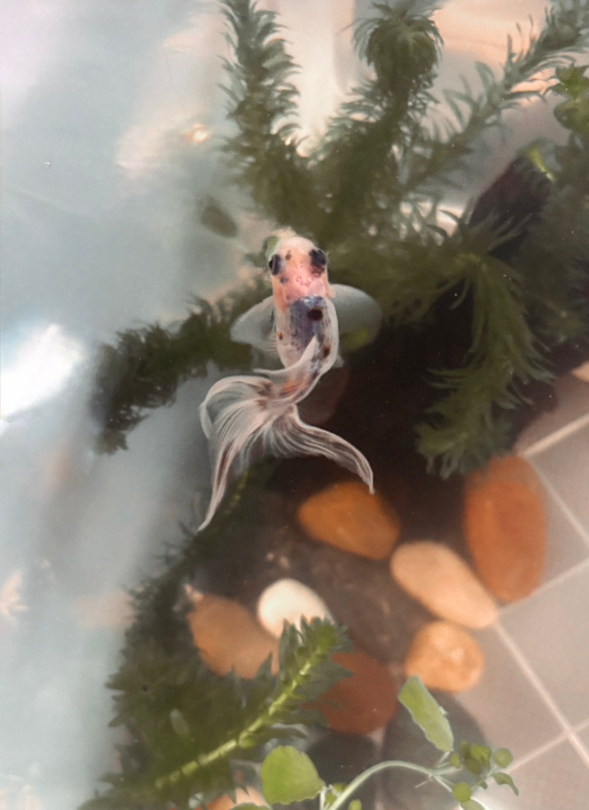Gratis Sluierstaarten voor ervaren vishouders!, Dieren en Toebehoren, Vissen | Aquariumvissen, Vis