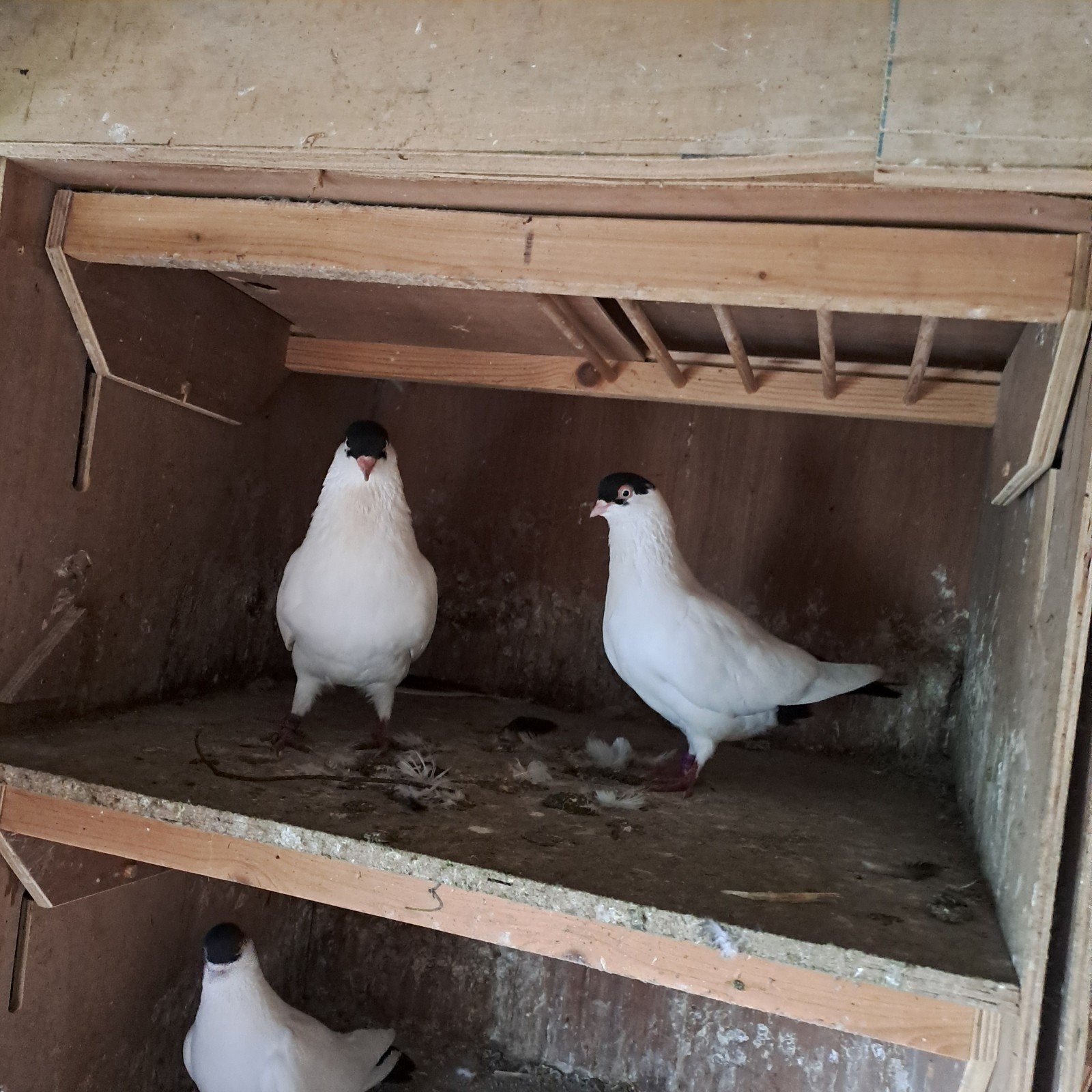 hamburger  vlieg kaloten, Dieren en Toebehoren, Vogels | Duiven, Meerdere dieren, Tuimelaar of Roller