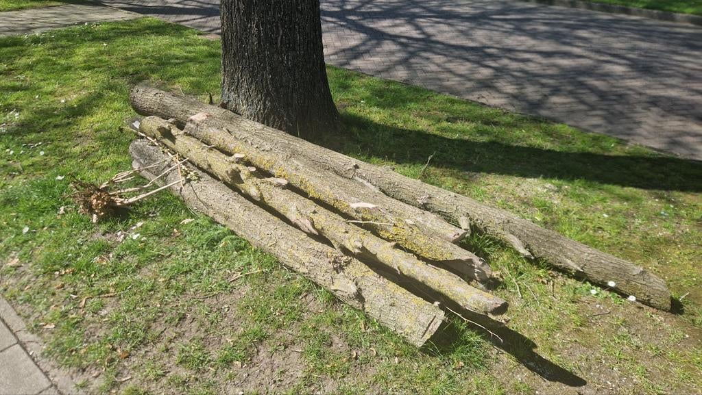 Brandhout: Verse boomstammen voor uw kachel of vuurkorf, Minder dan 3 m³, Ophalen, Overige houtsoorten, Stammen
