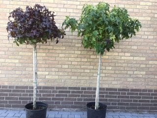Bolbomen, staan in pot, Tuin en Terras, Planten | Bomen, 100 tot 250 cm, Zomer, Ophalen, Volle zon