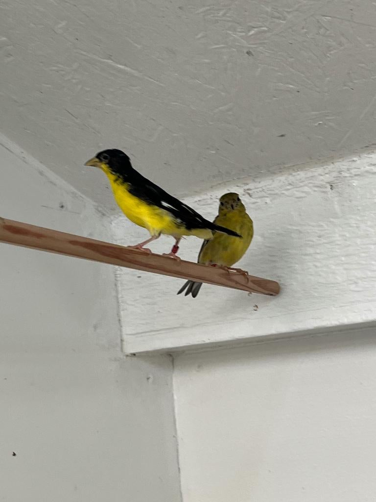 Mexicosijzen, Meerdere dieren, Tropenvogel, Geringd