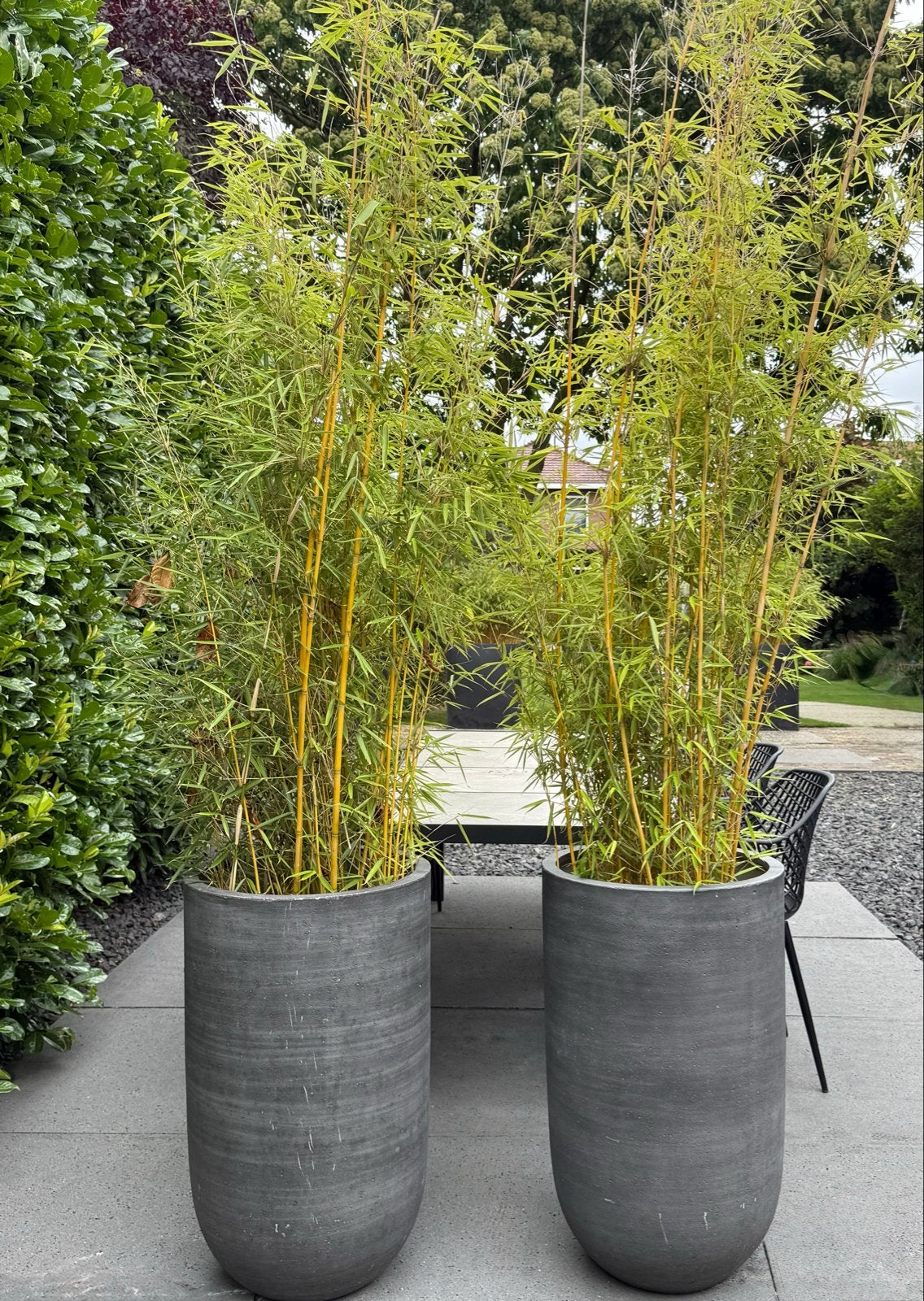 Mooie grote potten met bamboe - Natuurlijke afscheiding, Tuin en Terras, Ophalen, Balkon, Minder dan 60 cm, Rond