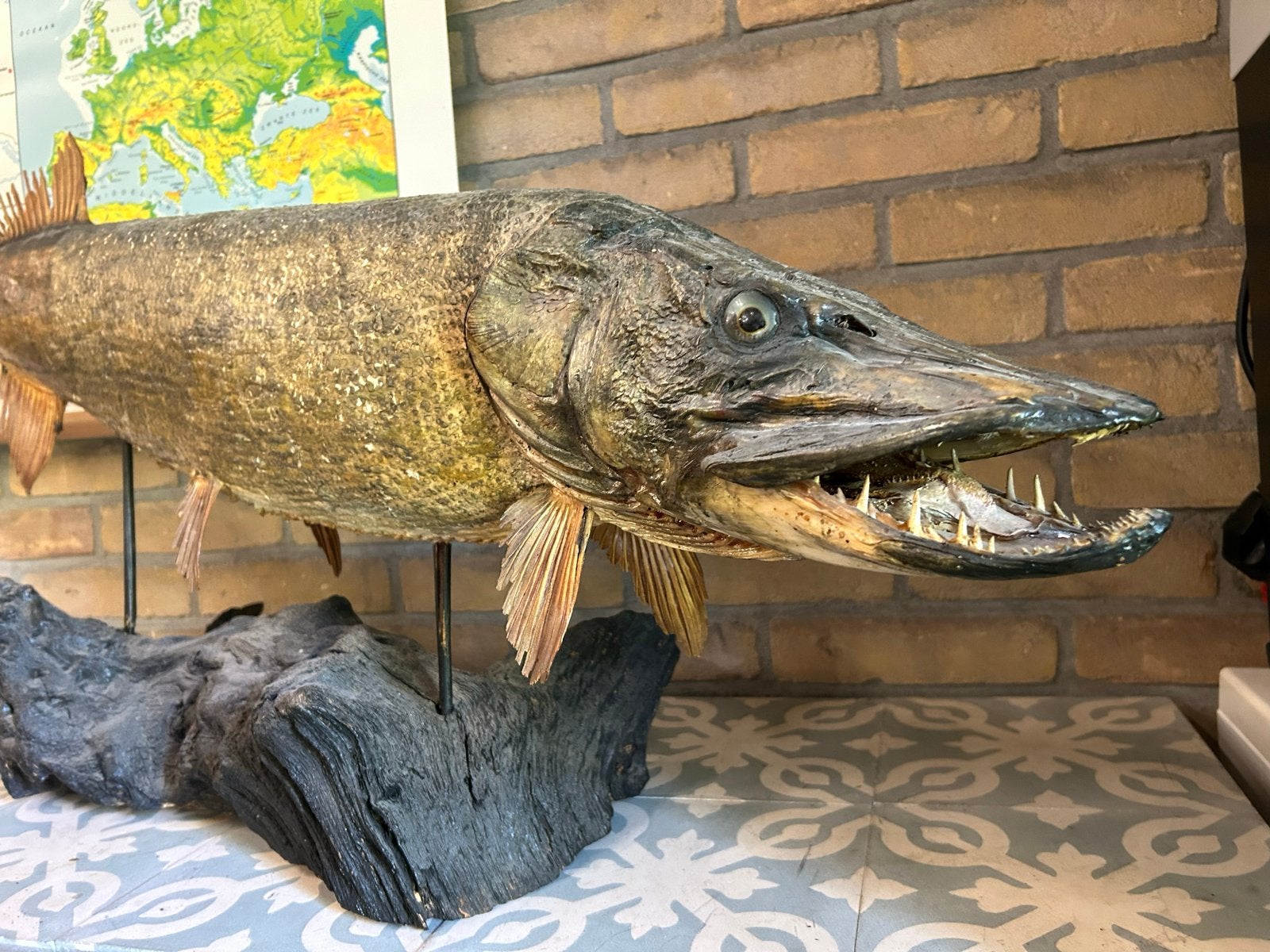 Prachtige opgezette snoek - ca. 110 cm, Ophalen, Gebruikt