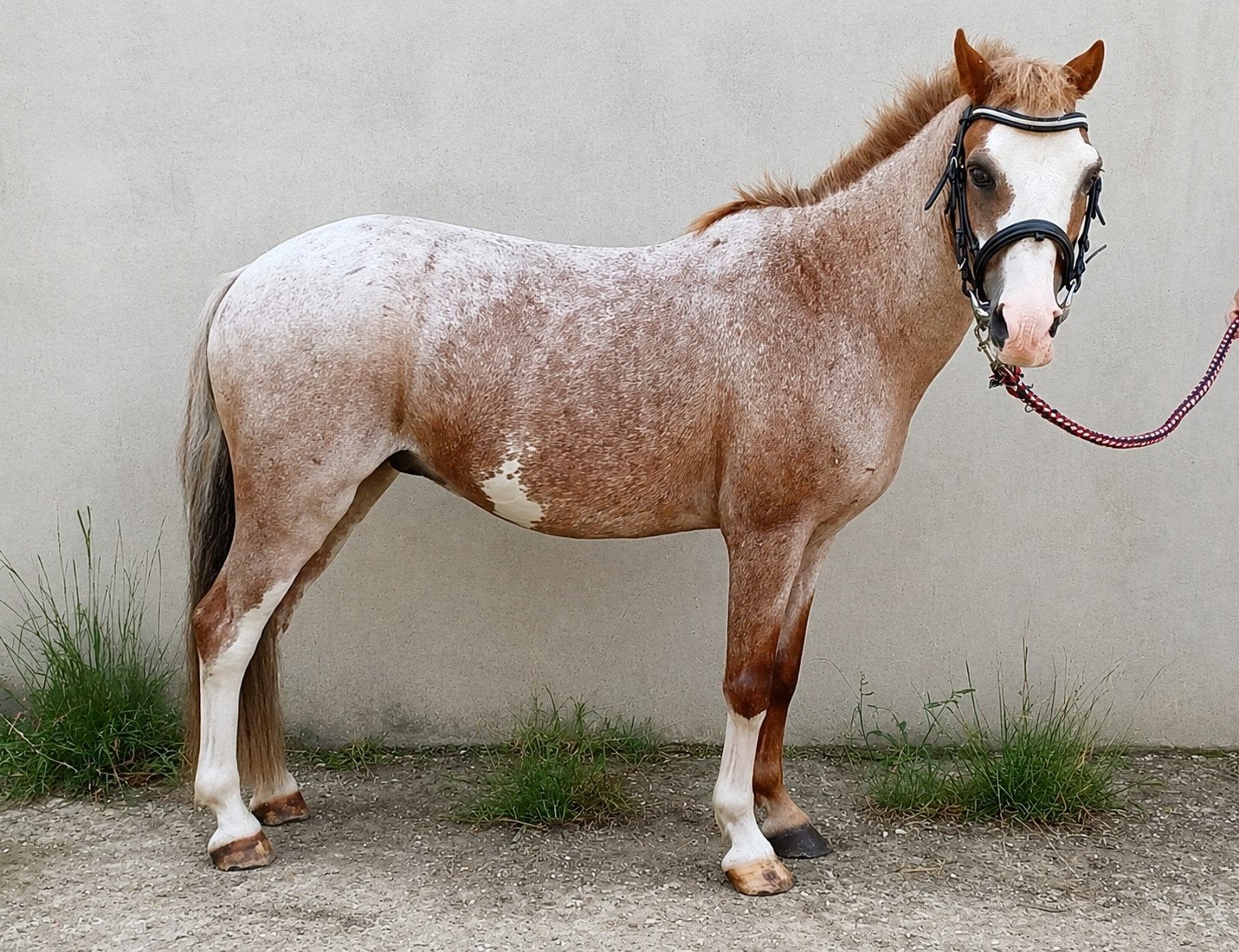 2 kinder pony's te koop, Ruin, 11 jaar of ouder