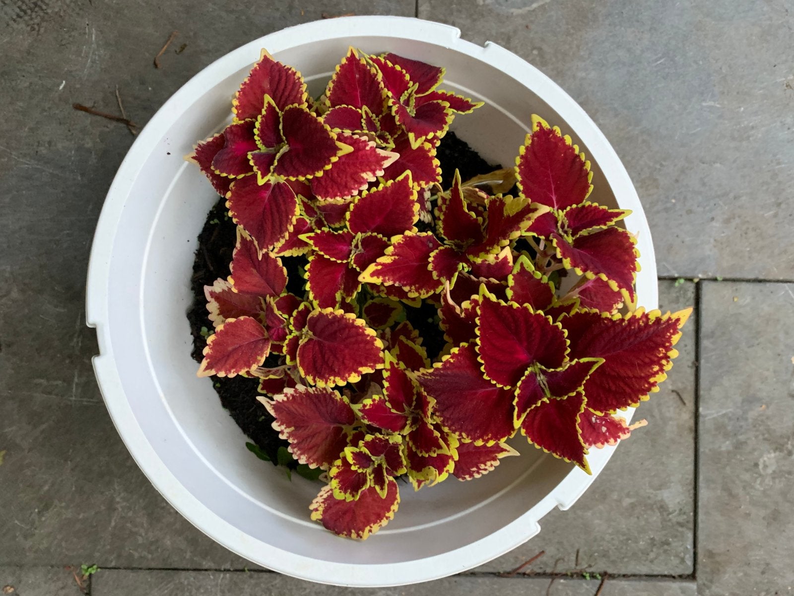 Coleus plant, Huis en Inrichting, Kamerplanten, Ophalen of Verzenden, Halfschaduw, Minder dan 100 cm
