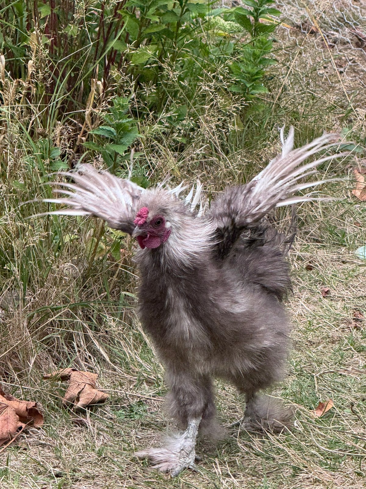 Lieve haan zoekt huisje gratis, Dieren en Toebehoren, Mannelijk, Kip