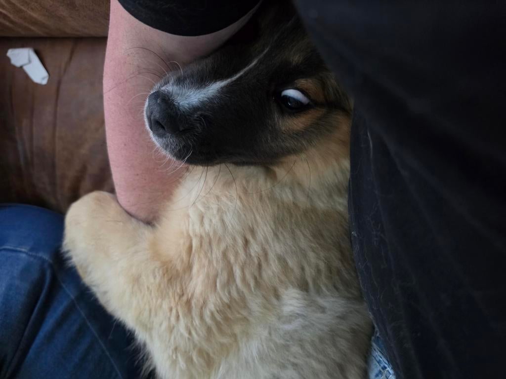 Berner Senner x Leonberger Kiara zachtaardig, Dieren en Toebehoren, 15 weken tot 1 jaar, Teef, Parvo, Eén hond