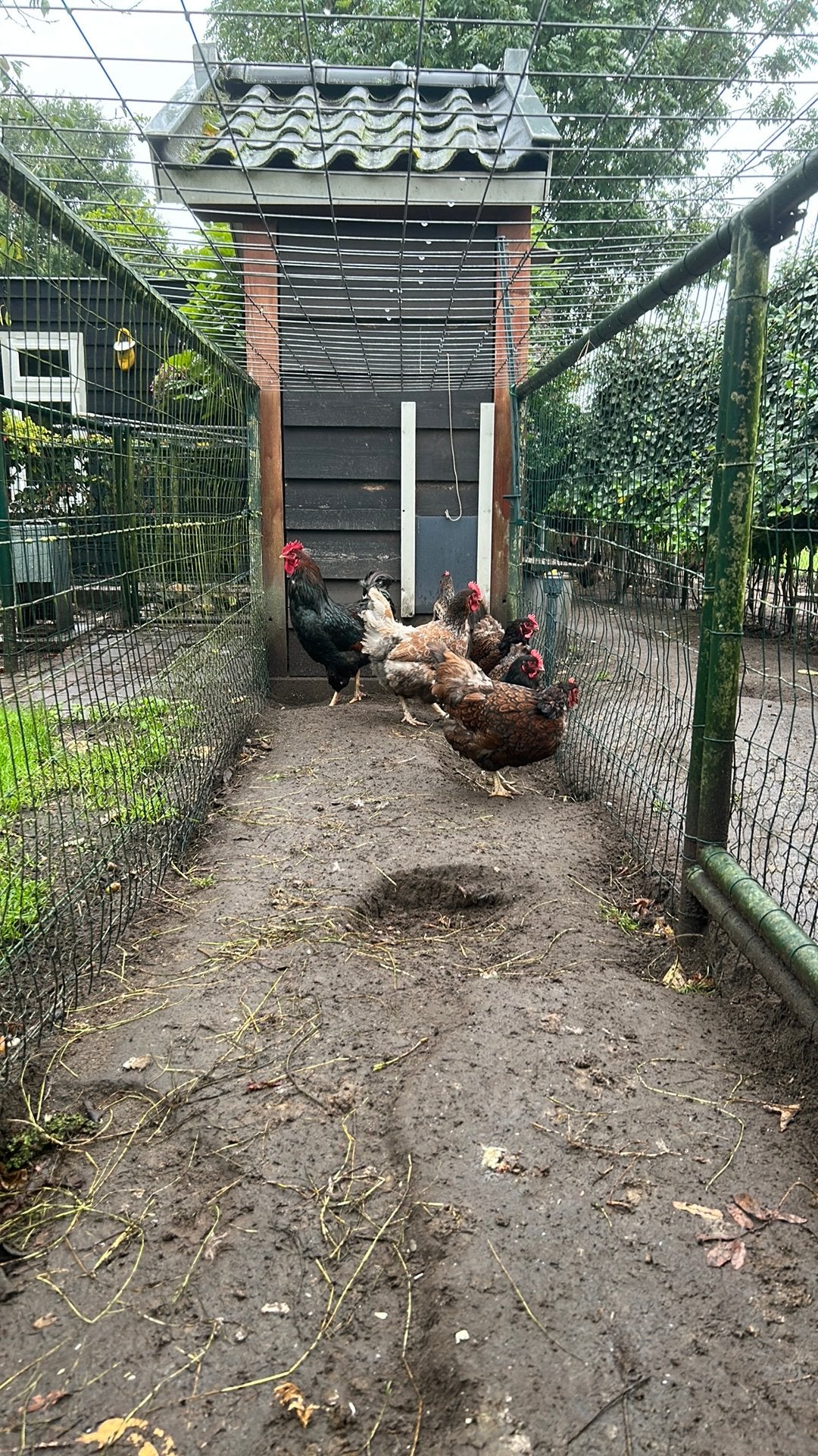 Barnevelders, Dieren en Toebehoren, Meerdere dieren, Kip