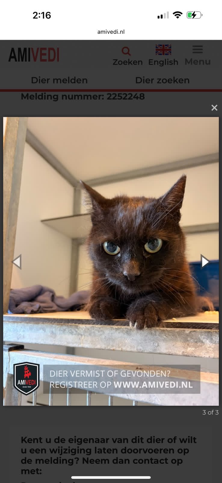 Zwarte kater vermist in Roosendaal, Kat