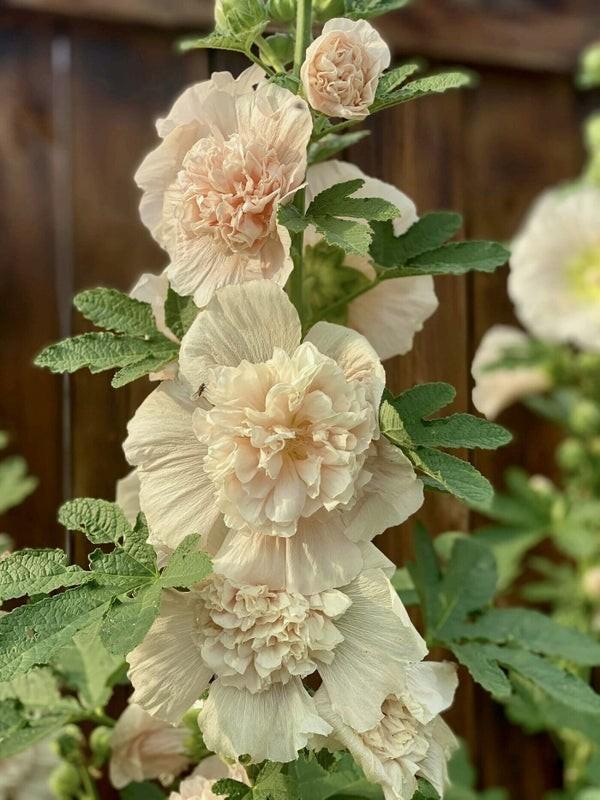 Stokroos champagne - Alcea rosea Majorette Champagne te koop, Ophalen, Overige soorten, Volle zon