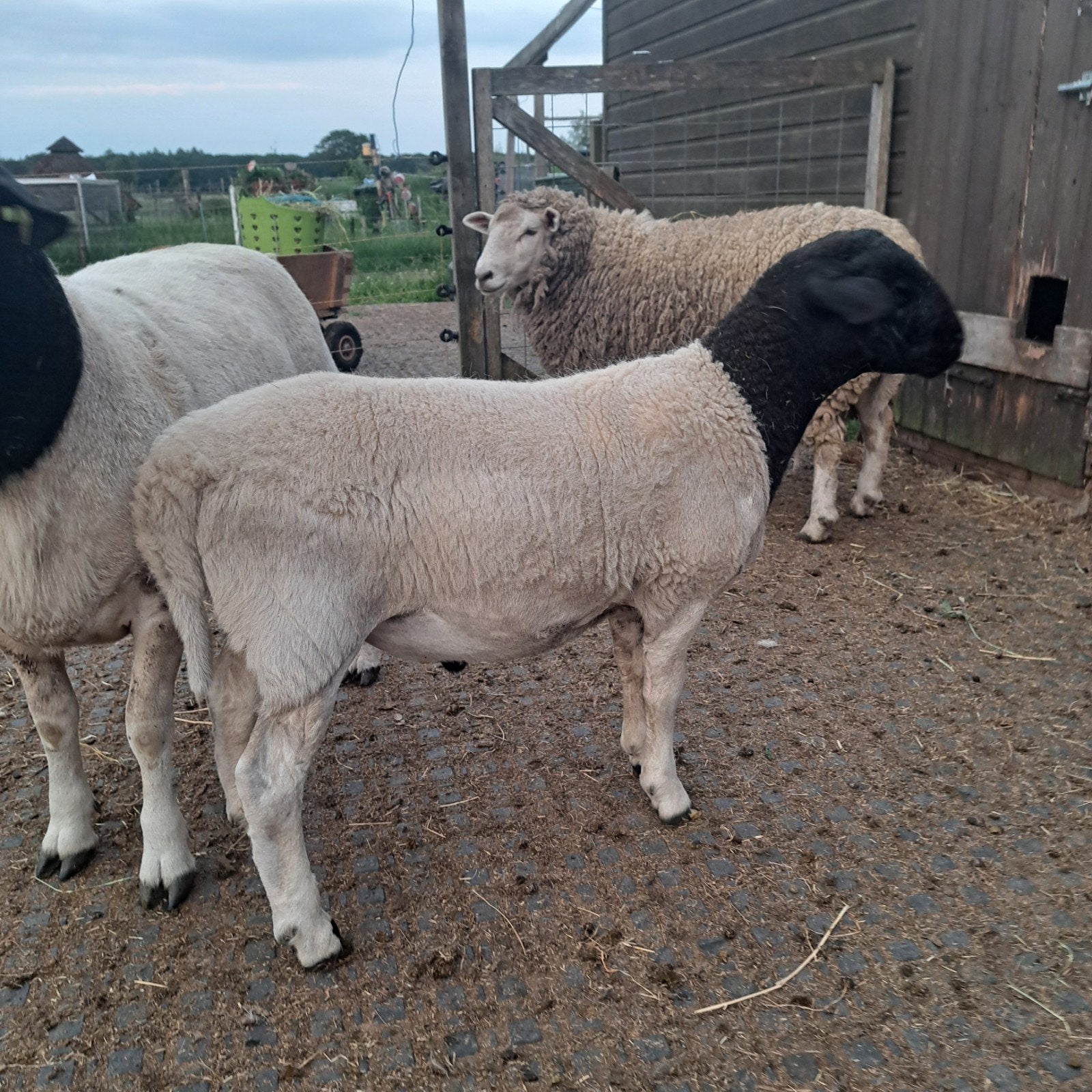 Dorper ram lam stamboek, Dieren en Toebehoren, Mannelijk, Schaap