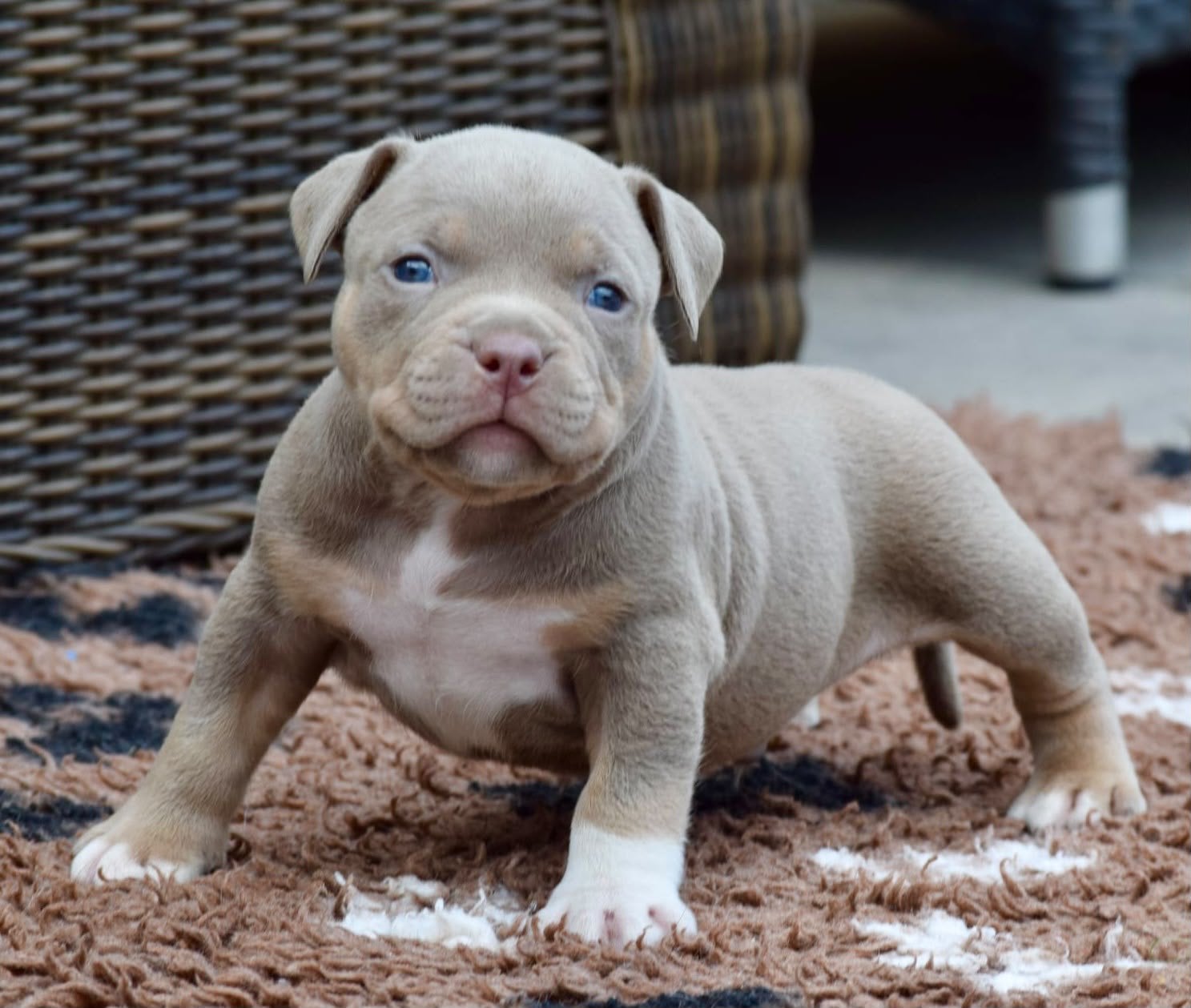 Foto 10 van 🔥American bully pups uit grand champion line, tricolors