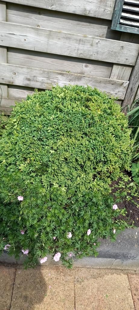 Buxus bol, Tuin en Terras, Ophalen, Bloeit niet, Overige soorten, Volle zon
